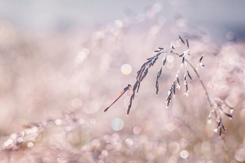 макро боке гелиос насекомые Макромирphoto preview