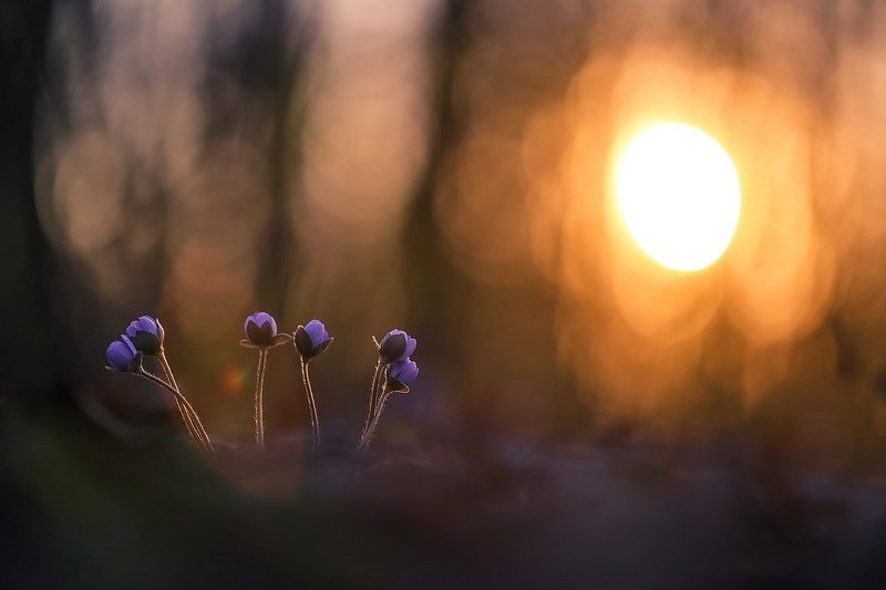 Закатная фото превью