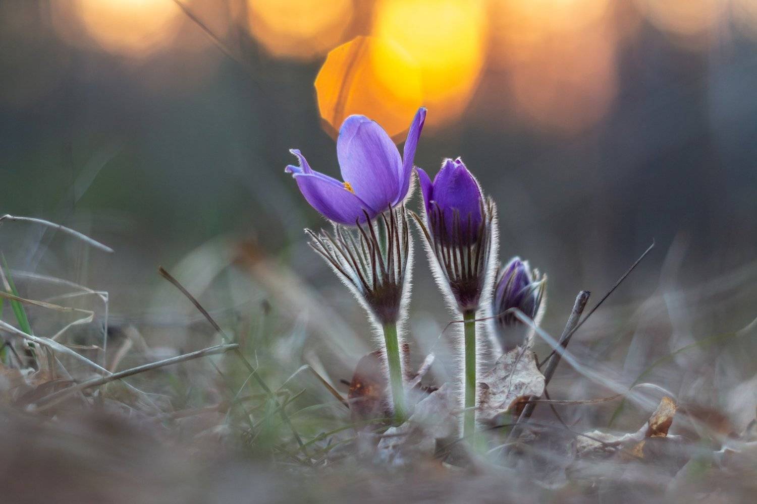 сон-трава, первоцвет, лес, заповедник, весна, Руслан Востриков