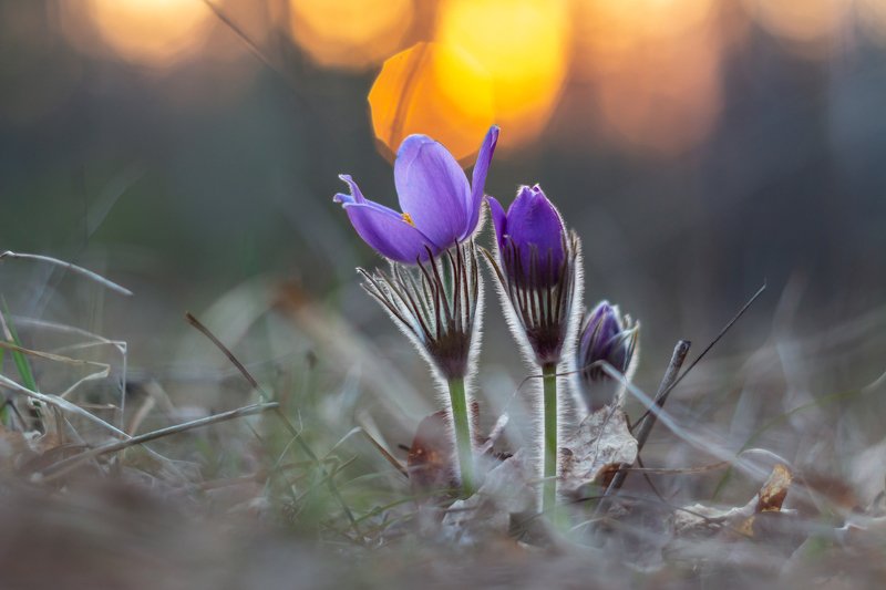 сон-трава, первоцвет, лес, заповедник, весна photo preview