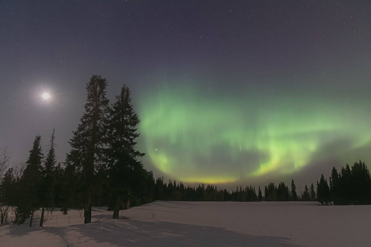 В ночном лесу. Автор: Игорь Подобаев печора,ночь,луна,северное,полярное,сияние, Игорь Подобаев