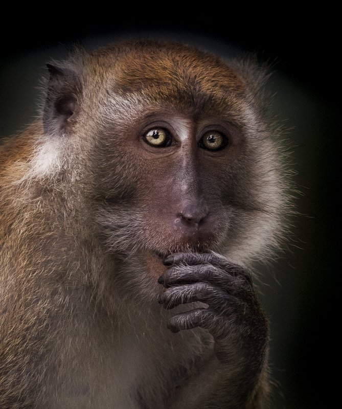 #animal #wildlife Look at Mephoto preview