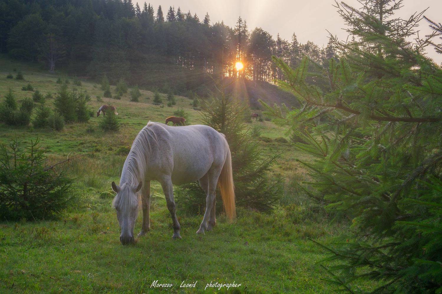 Carp wound. Автор: Леонид Морозов #nature, #туман, #лес, #oсень, #украина, #карпаты, #пейзаж, #закат, #туман, #солнце, #свет, #mountain range, #mountains, #туризм, #лес, #nature, #природа,, Леонид Морозов