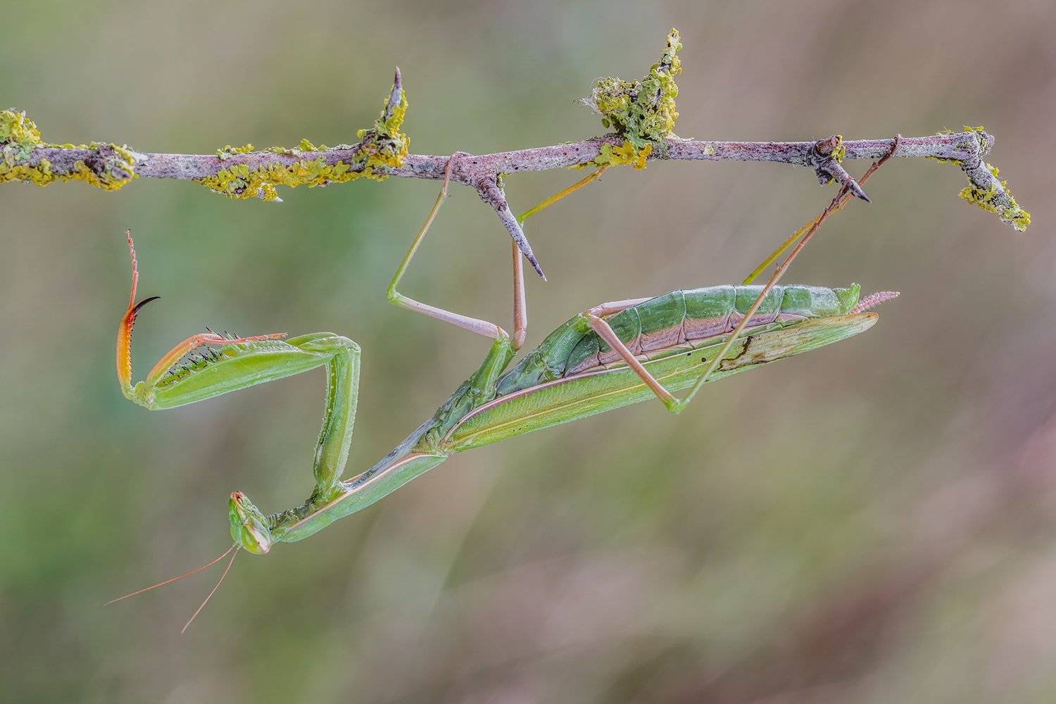 macro, Massimo Tamajo