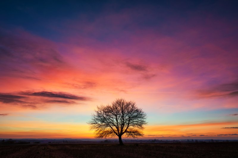 landscape Treephoto preview