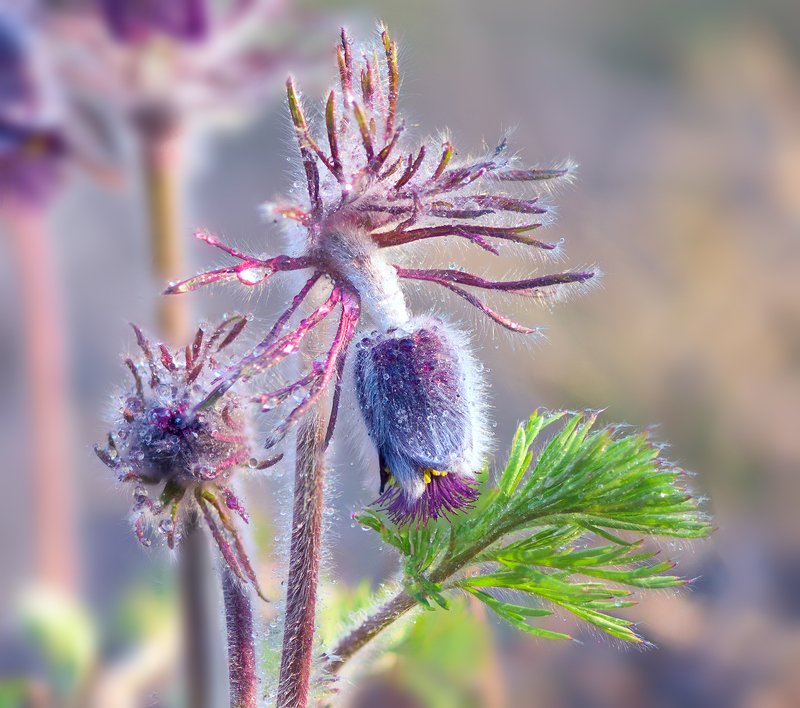 весна, цветы, сон-, трава Пастельная акварель, весна фото превью