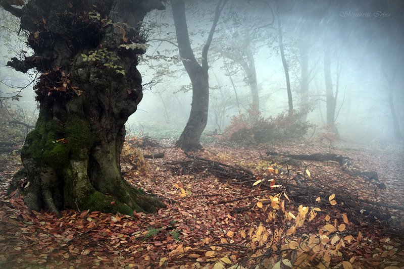 Mystic forest 2photo preview