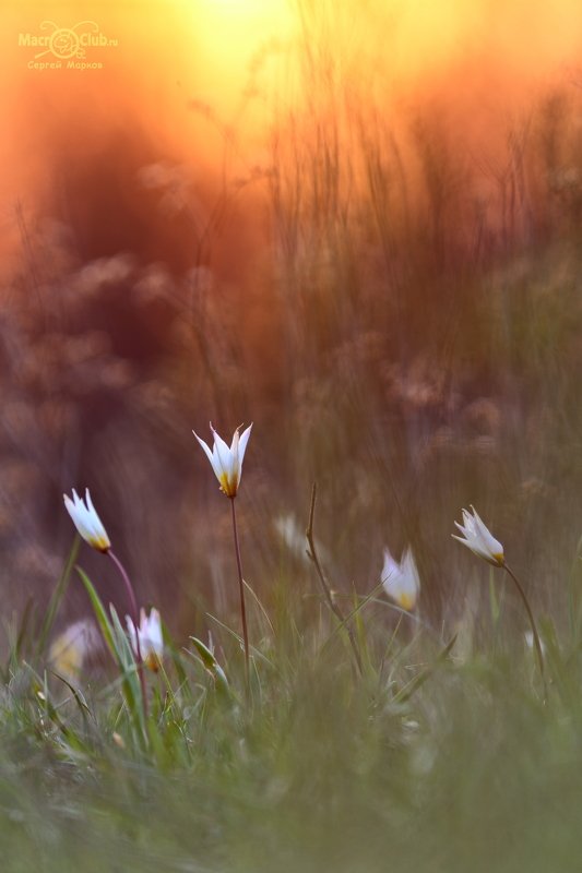 тюльпан,дубравный,биберштейна,tulipa,biebersteiniana,солнце,закат,quercetorum,самарский, лес,tricolor,niphontiana Вечерняя позолотаphoto preview