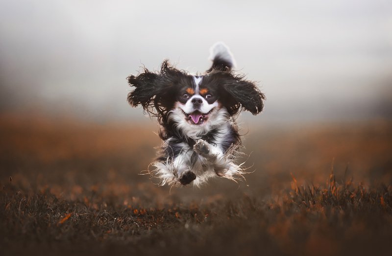 Прыг прыгphoto preview