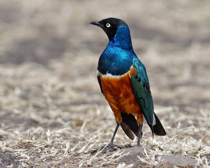 превосходный скворец,superb starling ,lamprotornis superbus Превосходный скворецphoto preview