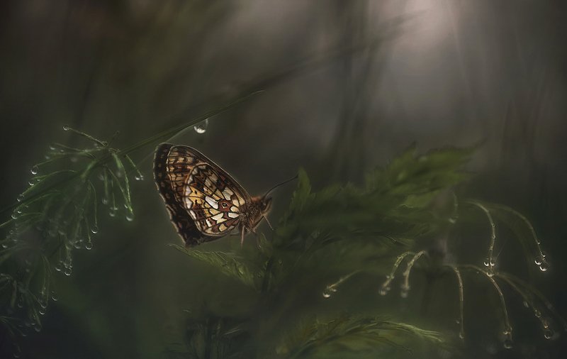 после дождя..photo preview