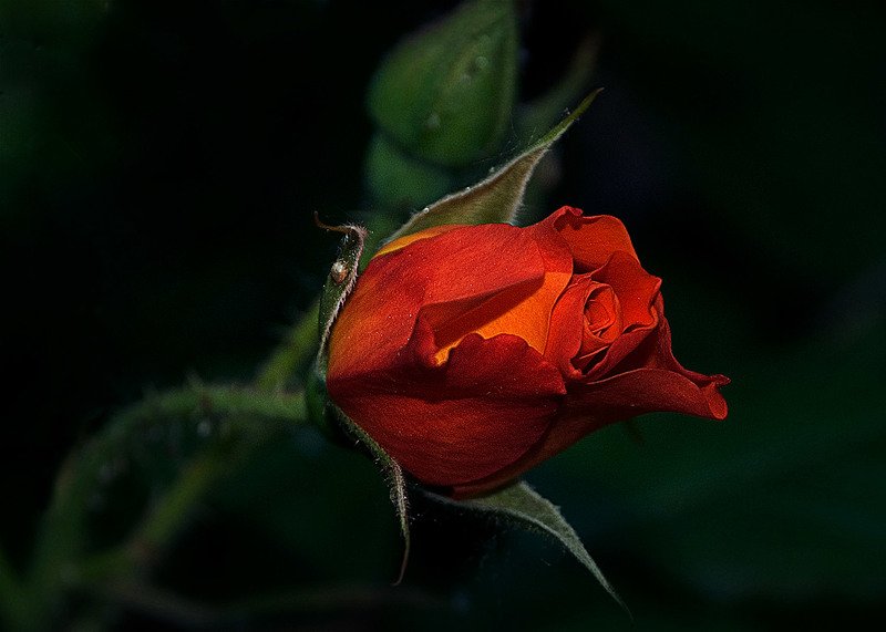 цветочекphoto preview