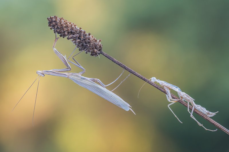 macro Mantis and exuviaphoto preview
