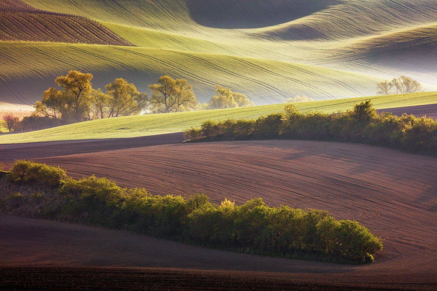 Morning in the Fields. Автор: Martin Rak south moravia, czech republic, spring, light, field, countryside, rural, landscape, trees, Martin Rak