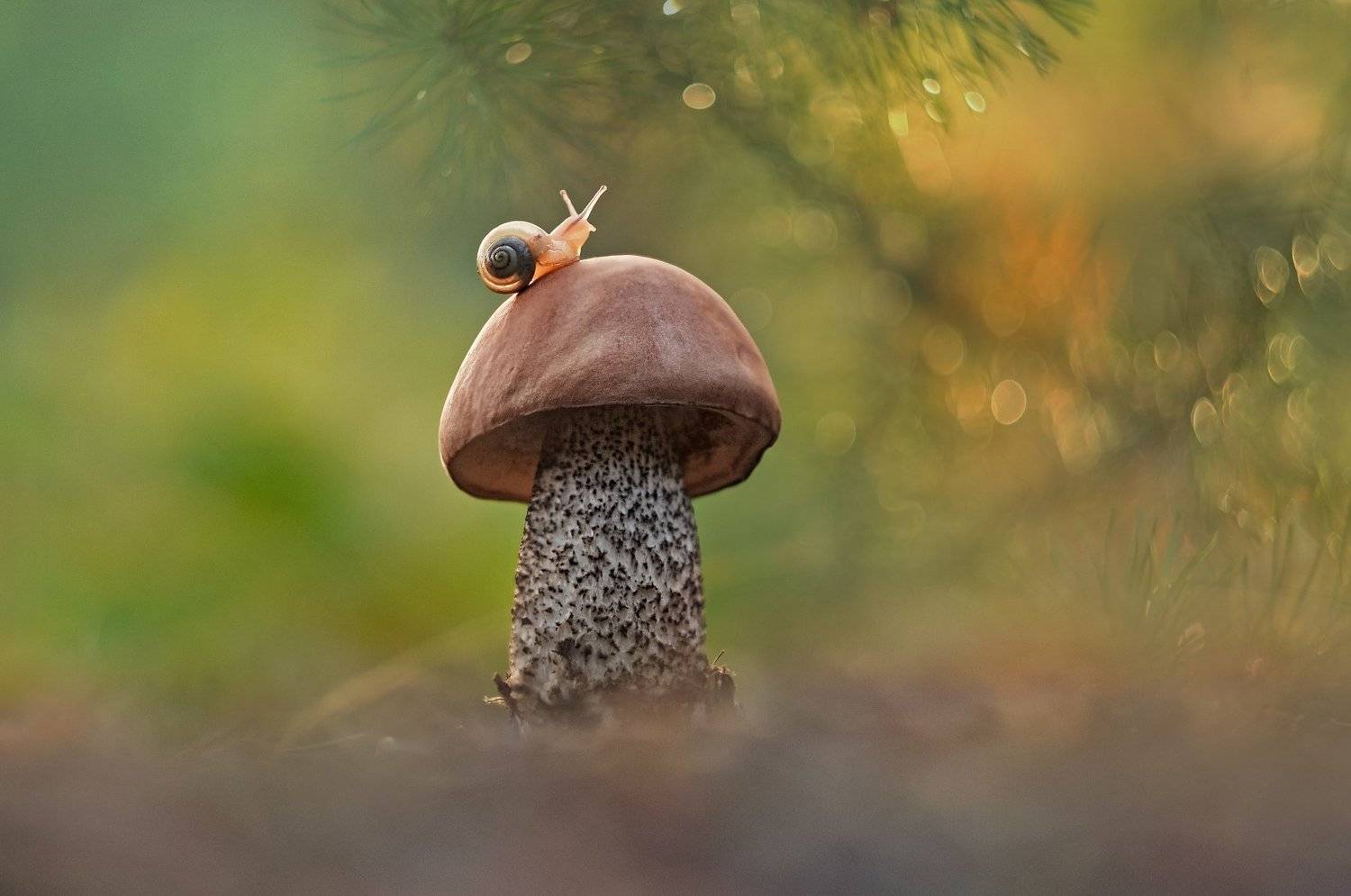 грибы, макро, улитка, закат, Александр Гвоздь