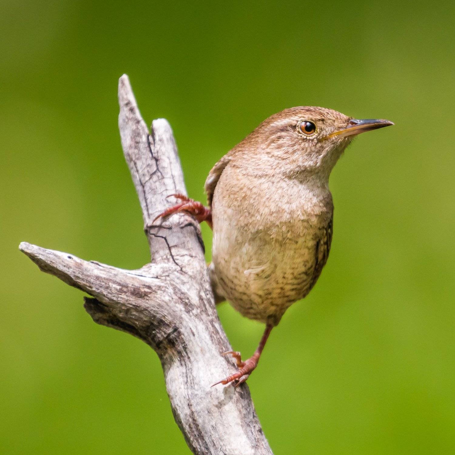 House Wren. Автор: Илья Данилов , Илья Данилов