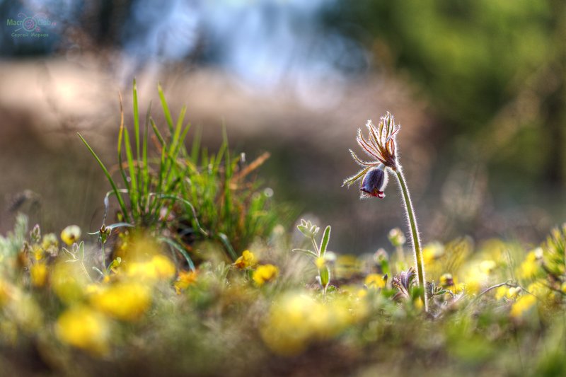pratensis, pulsatilla, луговой, прострел, самарский лес, сон-трава Весенняя палитраphoto preview