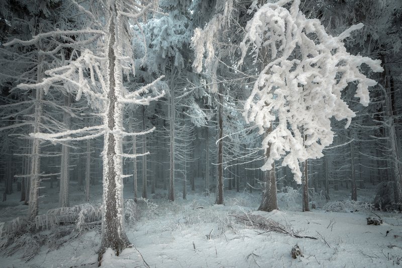 forest, trees, tree, ice, snow, cold, fog, mist, winter, nature, landscape Frozen Forestphoto preview