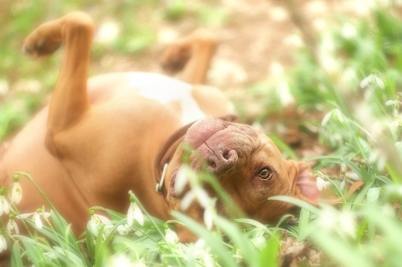 собака, пит, питбуль, подснежники, весна, лес, счастье, взгляд Счастьеphoto preview