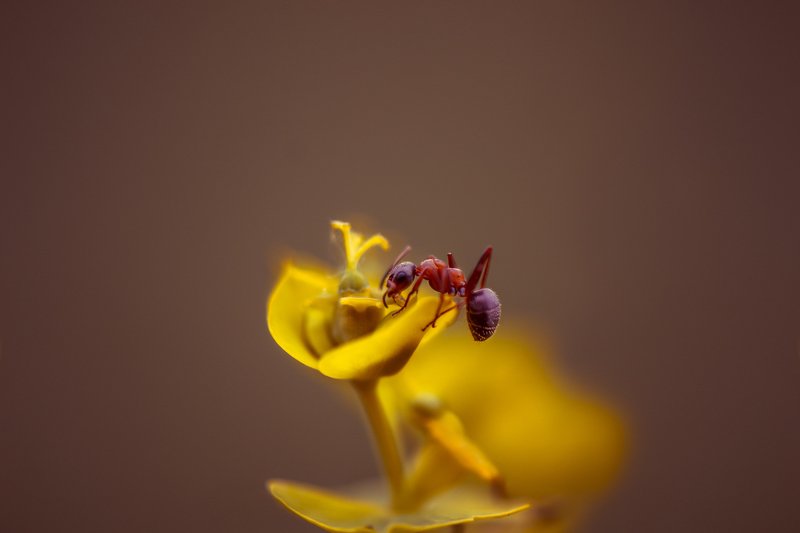 Трудоголикphoto preview