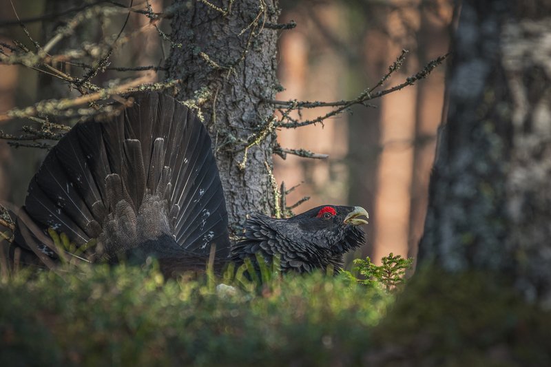 real wildlife, wildlife, nature, forest, wildlife photographer, capercaillie, bird photography, глухарь, tetrao urogallus, bird, \