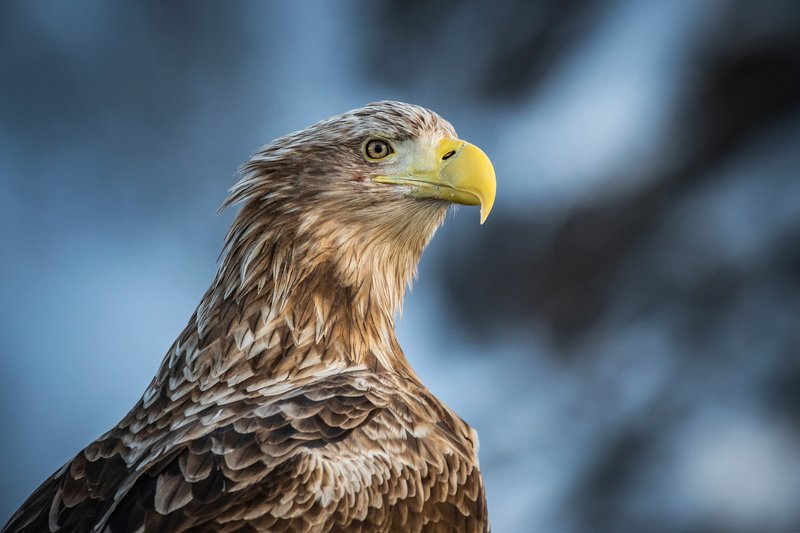 real wildlife, wildlife, nature, wildlife photographer, eagle, bird photography, орлан-белохвост, haliaeetus albicilla, bird, sa_travelmedia, \