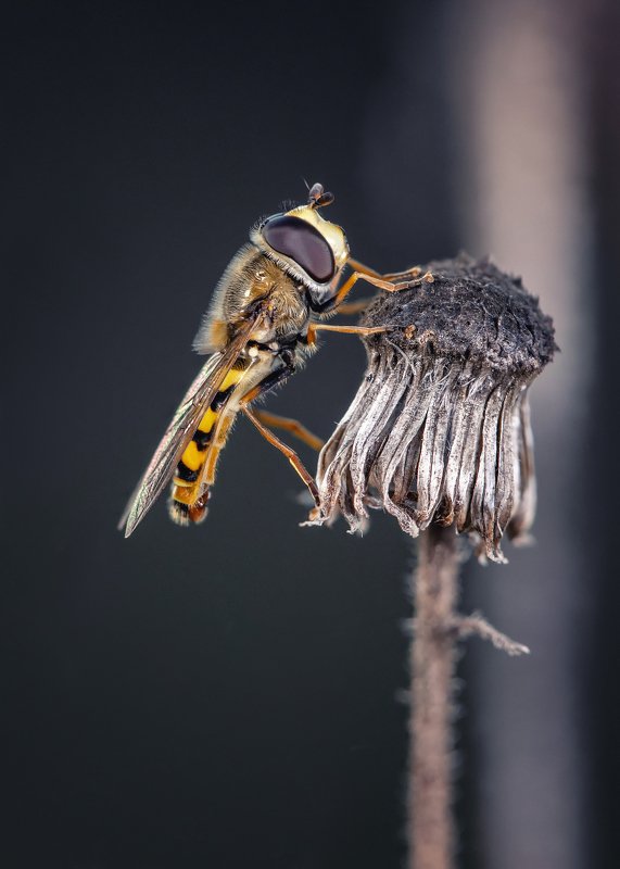 Журчалкаphoto preview