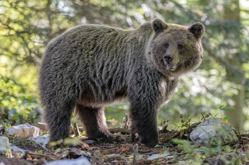 Slovenian brown bearphoto preview