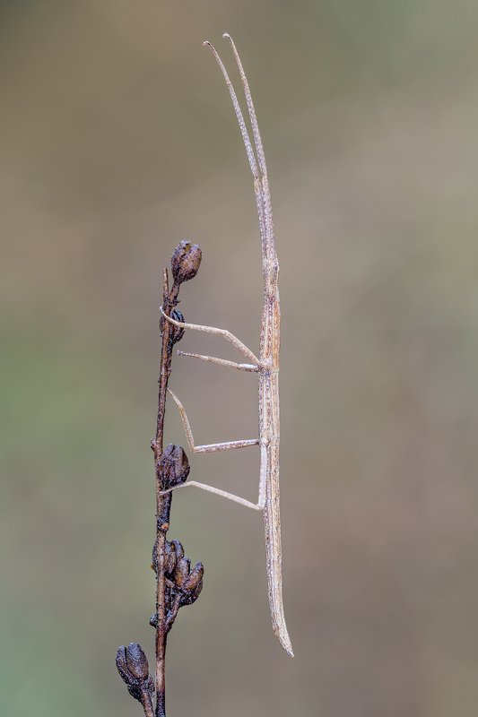 macro Stick insectphoto preview