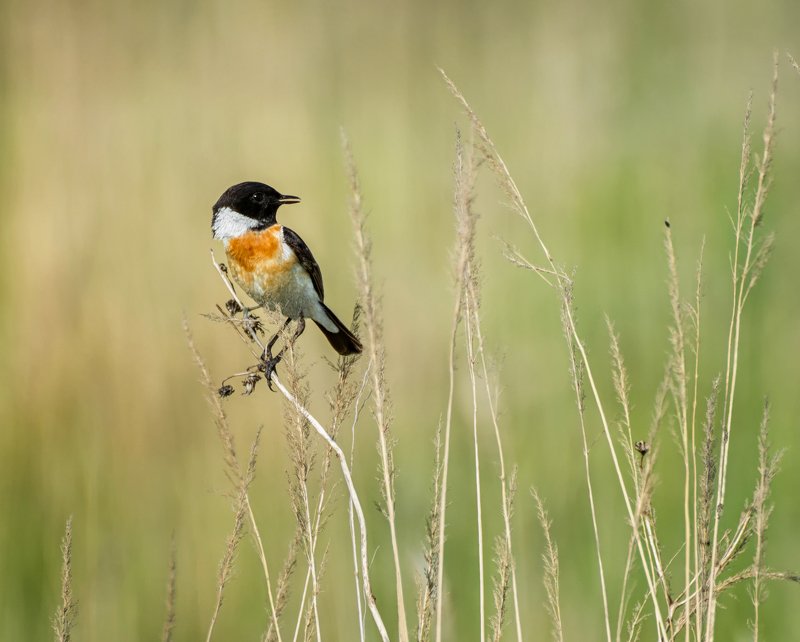 птица, черноголовый чекан, луг, охота, мухоловка, Своя охота...photo preview