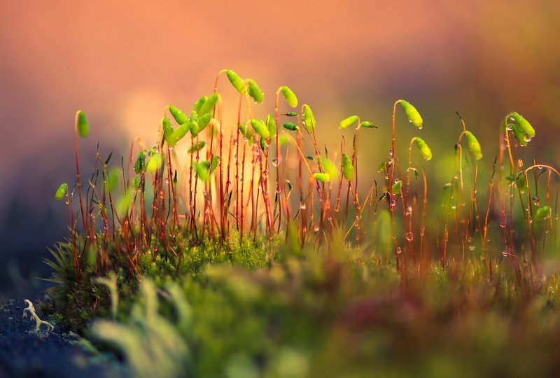 весна, мох Красота под ногами 2 фото превью