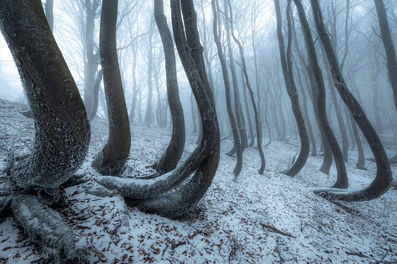forest, trees, winter, ice, snow, clod, fog, mist, nature, landscape Frozen Octopusphoto preview