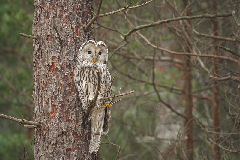 real wildlife, wildlife, nature, wildlife photographer, owl, bird photography, длиннохвостая неясыть, strix uralensis, bird, sa_travelmedia, сова, \