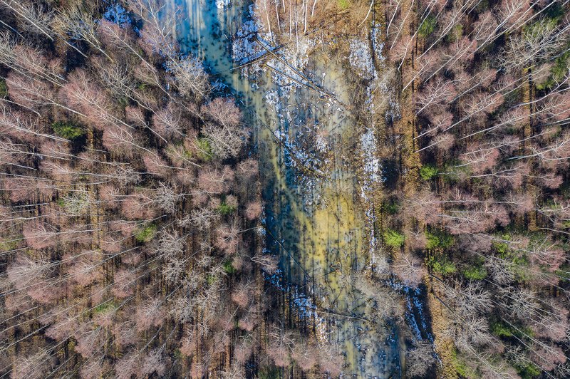 real wildlife, wildlife, nature, forest, wildlife photographer, air photo, sa_travelmedia, aleksejs_saripins, abstract, spring, \