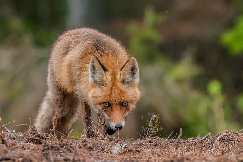 real wildlife, wildlife, nature, forest, wildlife photographer, red fox, animal photography, лиса, дикая природа, sa_travelmedia, природа, fox, \