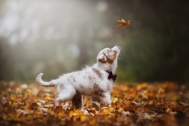 Листикphoto preview