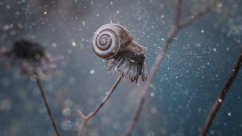 Наутилусphoto preview