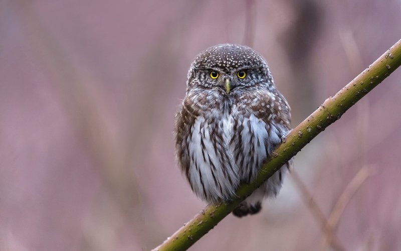 птица, дикая птица, хищная птица, орнитология, дикая природа, фотоохота, , сыч, сыч воробьиный, зима. охота, фотоохота, мышь Сыч воробьиный.photo preview