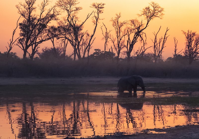 purple swampsphoto preview