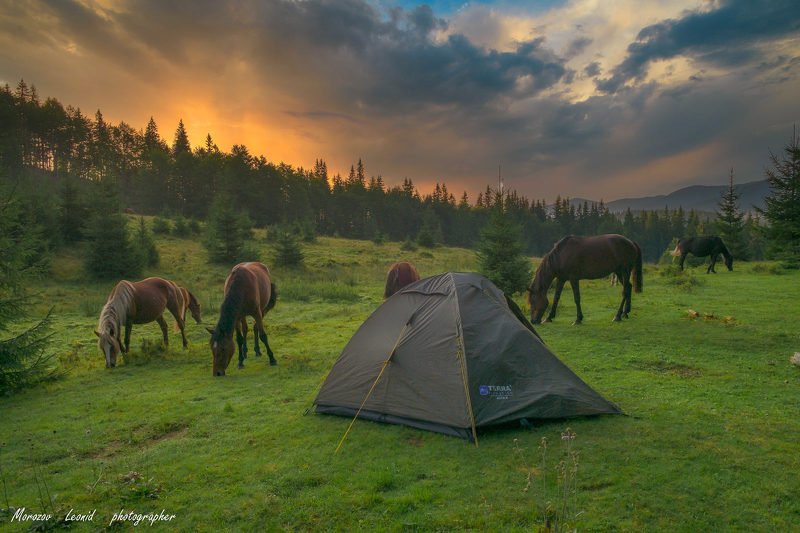 #nature, #туман, #лес, #oсень, #украина, #карпаты, #пейзаж, #закат, #туман, #солнце, #свет, #mountain range, #mountains, #туризм, #лес, #nature, #природа, ранок у Карпатах фото превью