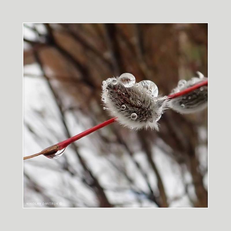 макро апрель. дождь. 2020photo preview