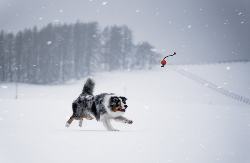 Баксphoto preview