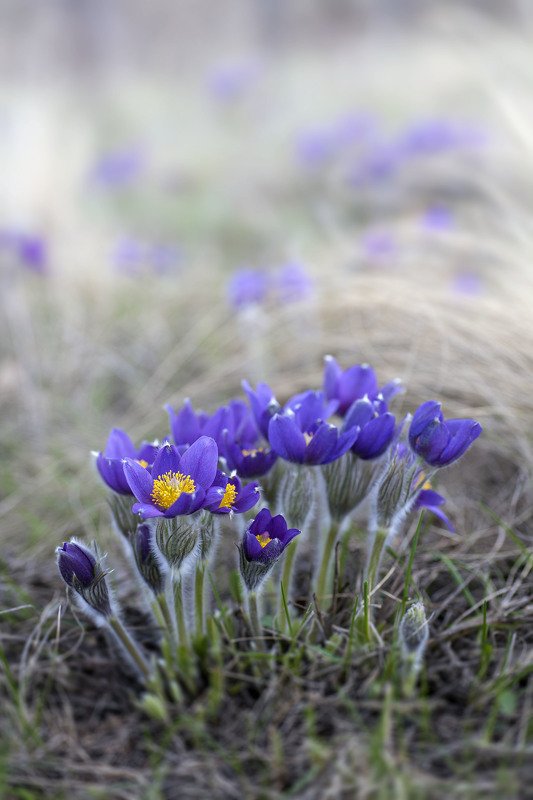 южный урал,оренбургская область, орск, новотроицк, Прострел обыкновенныйphoto preview