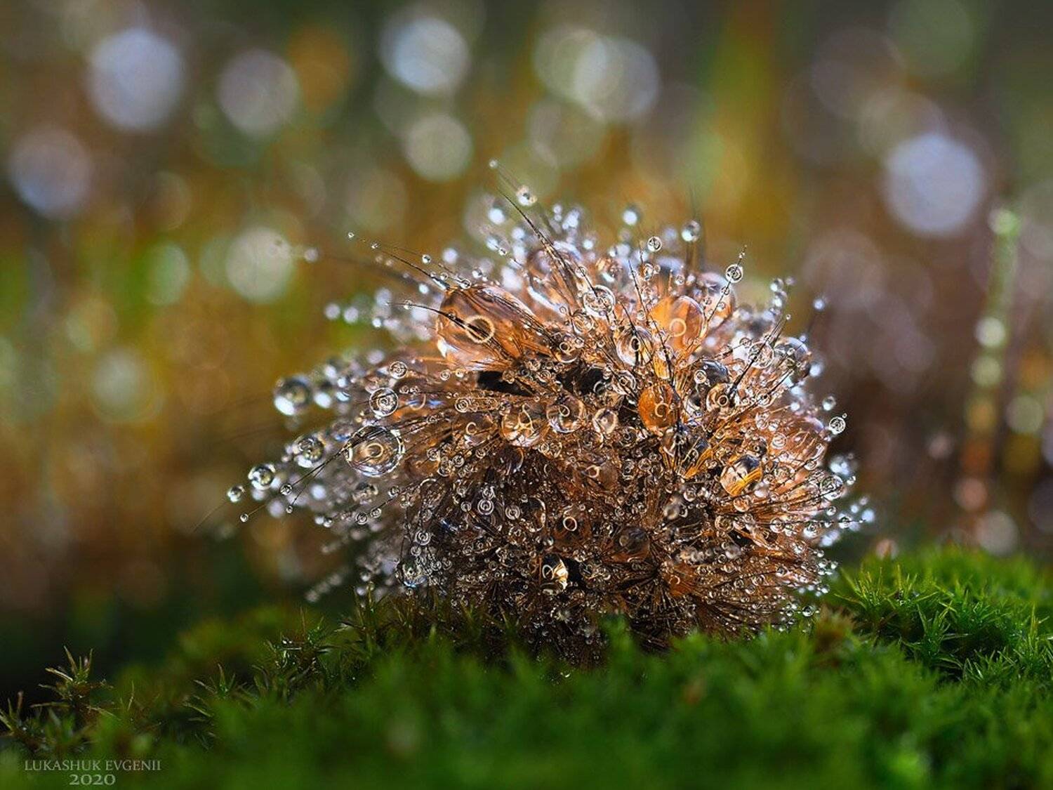 Автор: Евгений Лукашук , Евгений Лукашук