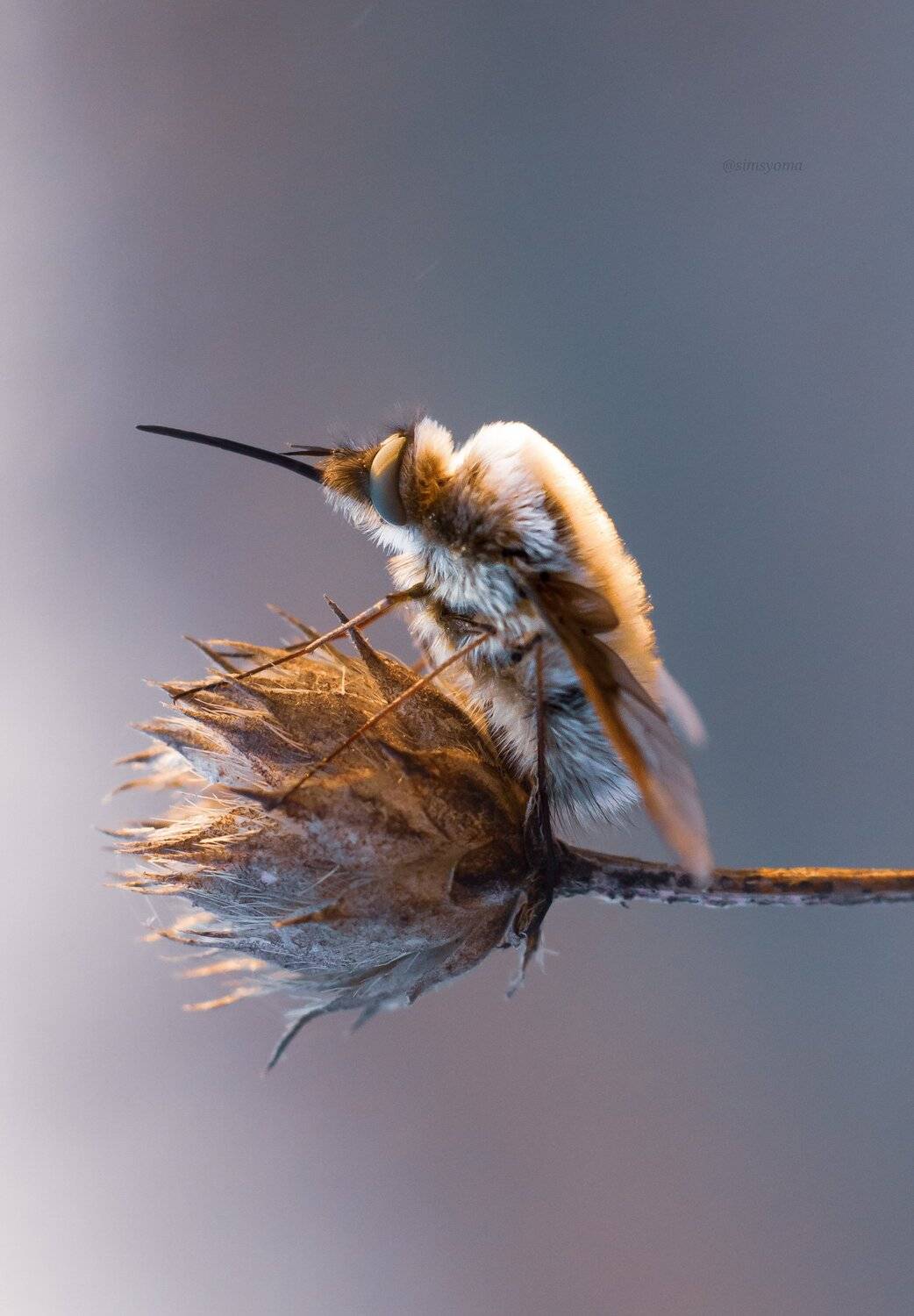 Жужжала. Автор: Юлия Хворостяная , Юлия Хворостяная