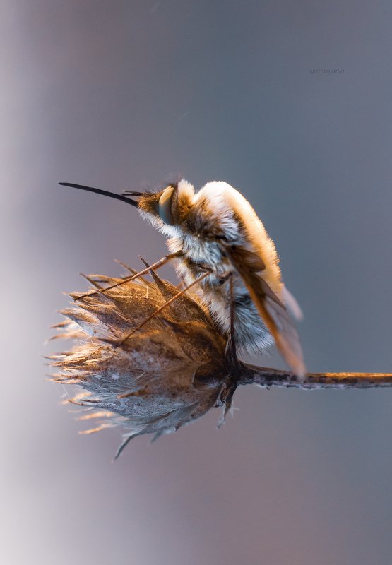 Жужжалаphoto preview