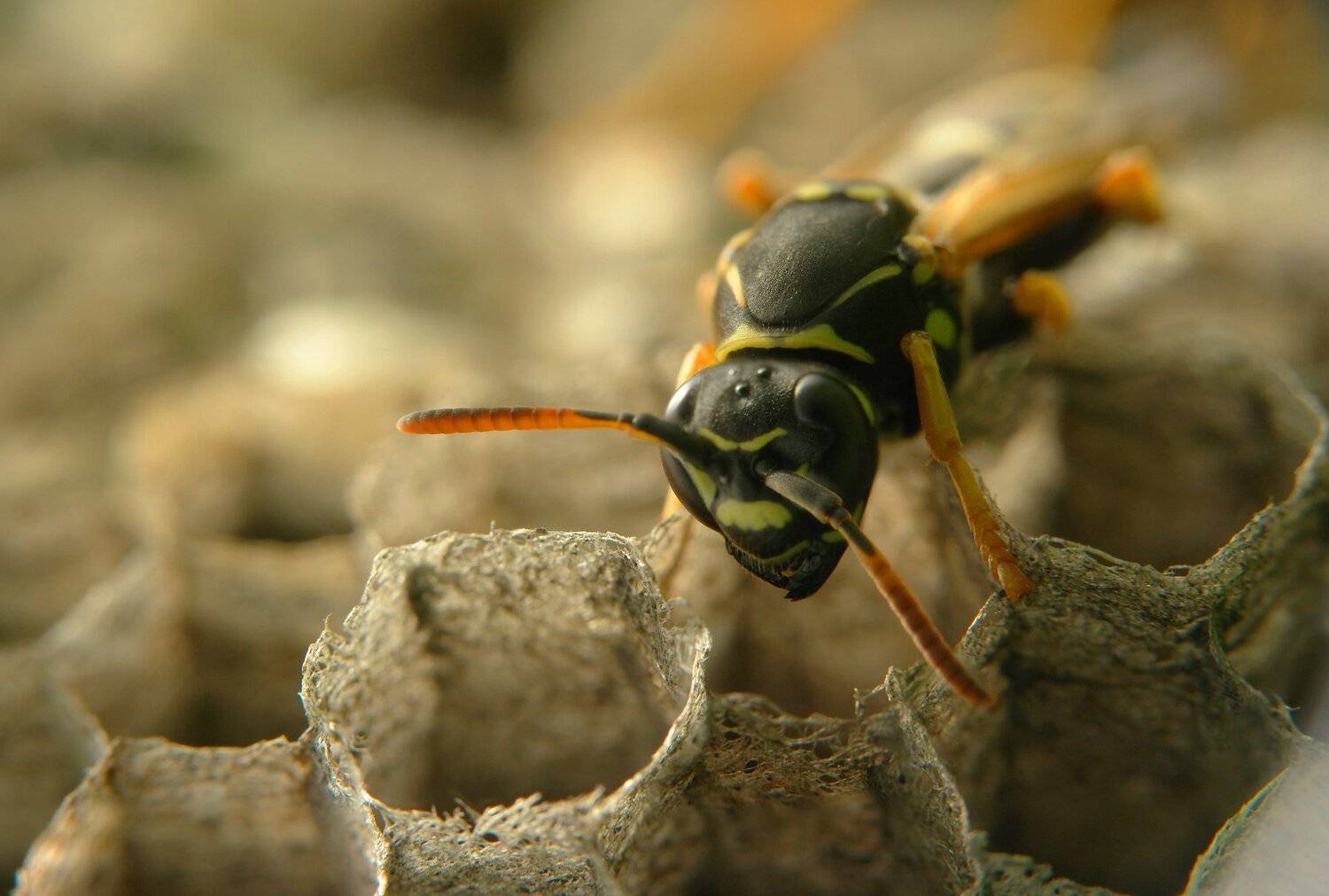оса, соты, жвало, ячейка, шестиугольник, Дмитрий Ткаченко