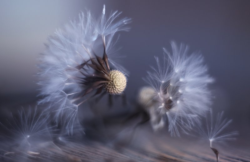 из жизни одуванчиковphoto preview