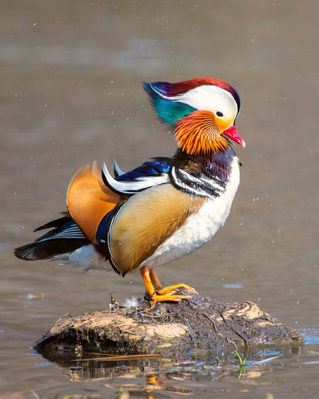 mandarinduck, duck, wildlife, water, lake, bird, colors Mandarin Duckphoto preview
