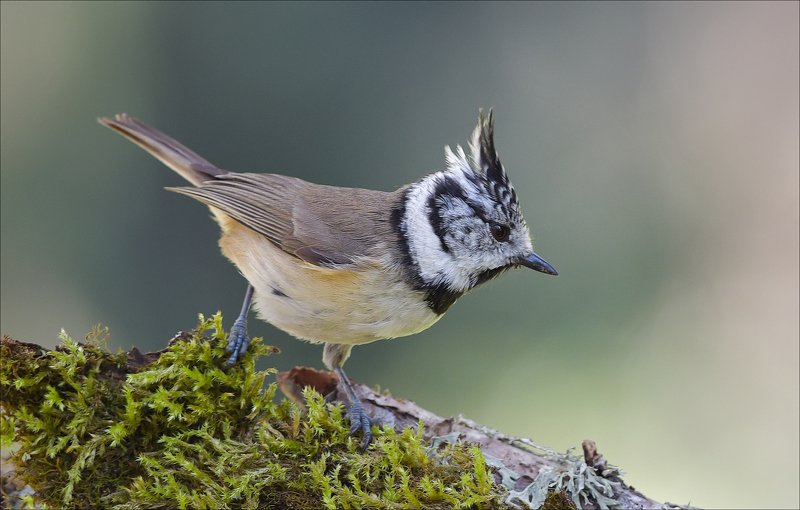 гренадёрка Гренадёркаphoto preview